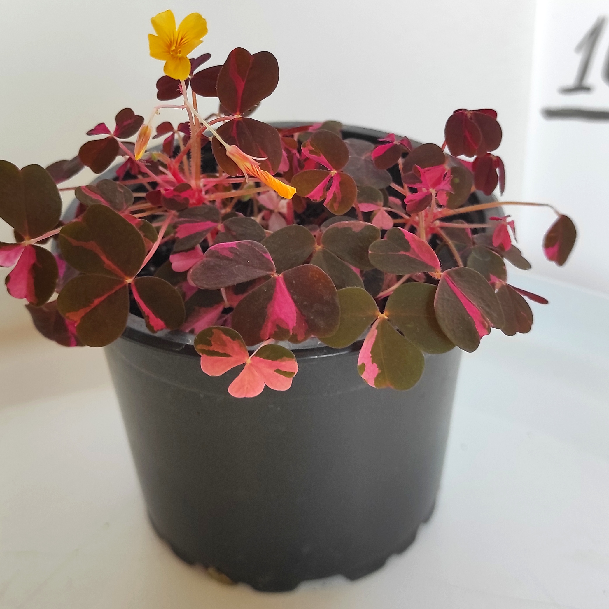 Кислица вулканическая (Oxalis vulcanicola) Plum Crazy - Денежные деревья и  другие забабоны