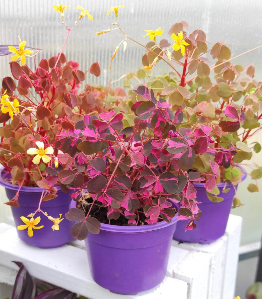 Кислица вулканическая (Oxalis vulcanicola) Plum Crazy - Денежные деревья и  другие забабоны